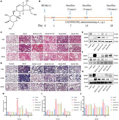 Catalpol Attenuates Pulmonary Fibrosis by Inhibiting Ang II/AT1 and TGF-β/Smad-Mediated Epithelial Mesenchymal Transition